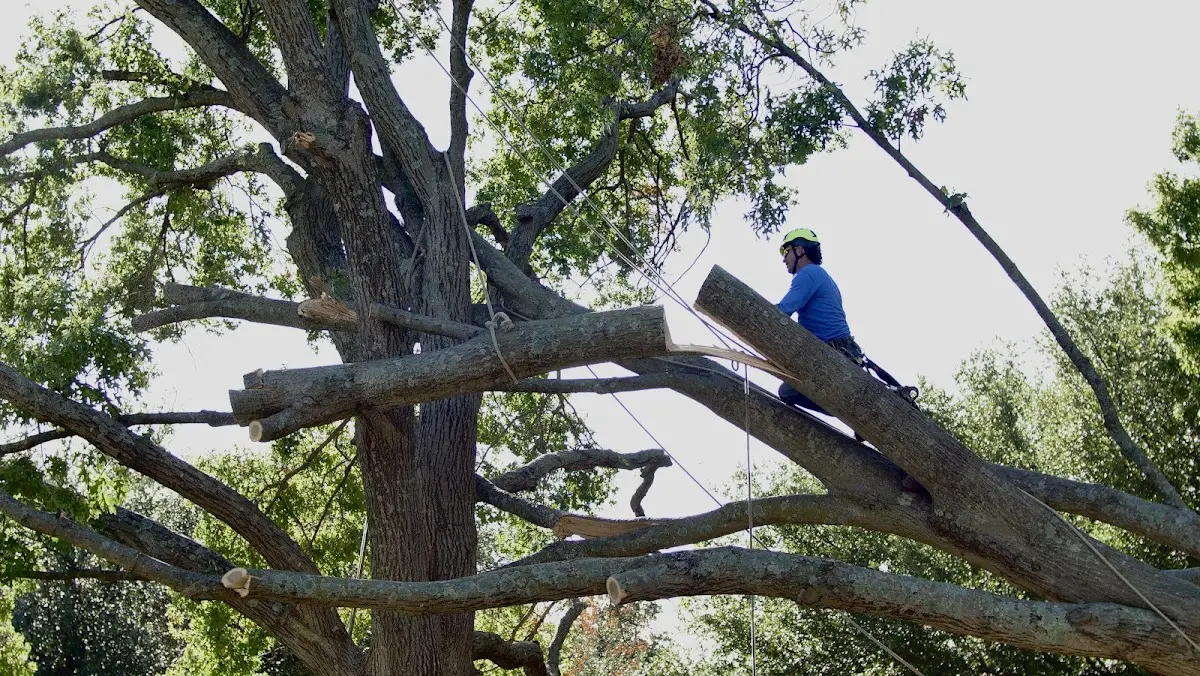 Professional Crown Thinning performed by certified arborists in Geronimo