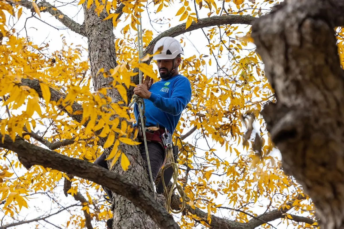 Skilled Storm Damage Cleanup crew working in Geronimo